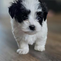 Milo - Black and silver male Havapoo puppy in North Bay Village, Florida from Havapoo Pups