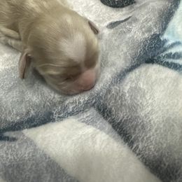 Blue - Cream male Cocker Spaniel puppy in Rio Rico, Arizona from J&E spaniels