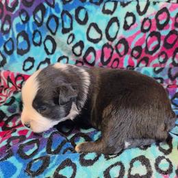 Tate - Black tri-color male Australian Shepherd puppy in Leonard, Texas from Tin Roof Aussies