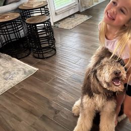 Reese - Goldendoodle