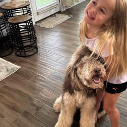Reese - Goldendoodle
