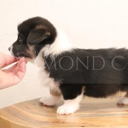 American Corgi Puppies from Diamond Corgis