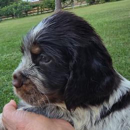 Dixie - Liver white and tan female English Springer Spaniel puppy in Hephzibah, Georgia from Sidel's Springers
