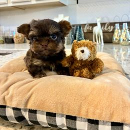 Little Finn - Chocolate and tan male Yorkshire Terrier puppy in Yuma, Arizona from Yuma Yorkie