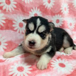 AKC Queen - Black and white female Siberian Husky puppy in Centreville, Maryland from Huskies By the Bay
