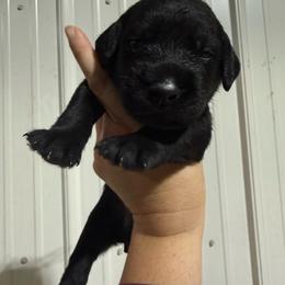 Fuji - Black and white male German Wirehaired Pointer puppy in Mora, Minnesota from Reinberg Kennel