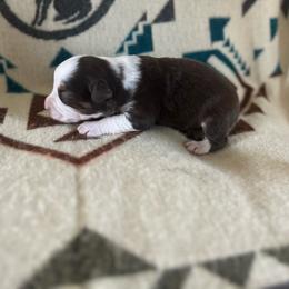 Emma - Red tri female Miniature Australian Shepherd puppy in Bethany, Illinois from Rachel at Marrowbone Creek Aussies