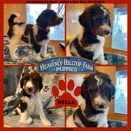 BELLA - Red collar girl - Phantom female Poodle puppy in Charlo, Montana from Heavenly Hilltop Farm