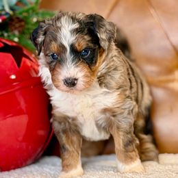Cane - Blue merle male Aussiedoodle puppy in Burbank, Ohio from Berns & Doodles