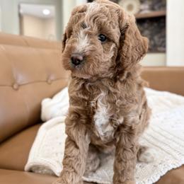 Max - Apricot male Goldendoodle puppy in Berlin, Ohio from Doodle Babys