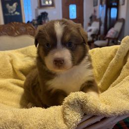 Max - Red tri-color male Australian Shepherd puppy in Esparto, California from Cutting Up Ranch  Australian Shepherds