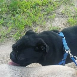 Pugs from Braidi's Pugs
