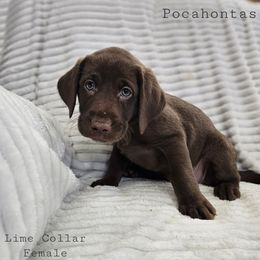 Pocahontas - Chocolate female Labrador Retriever puppy in Boyd, Minnesota from Lindley Labradors
