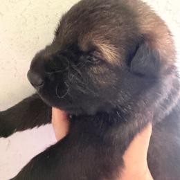 Walter - blue collar - Sable male German Shepherd puppy in Winterport, Maine from Vom Stevens Old Fashioned German Shepherds