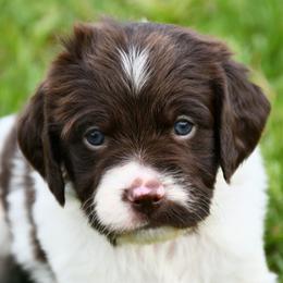 Rowan - Liver and white male Brittany puppy in Hollidaysburg, Pennsylvania from Royal Flush Farms