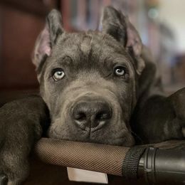 Cane Corso from Guardiano Cane Corso
