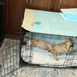 French Bulldog Puppies from Camp Fine Frenchies