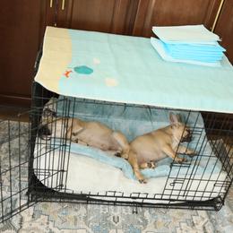 French Bulldog Puppies from Camp Fine Frenchies