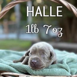 Halle - Silver female Dilute Retriever puppy in Puyallup, Washington from 12 Door Farm Labradors