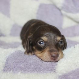 Oliva - Cream female Dachshund puppy in La Junta, Colorado from Royal King’s Mini Dachshunds