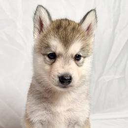 Rose - From Health Tested Parents - Gray and white female Siberian Husky puppy in Los Angeles, California from Limitless Huskies