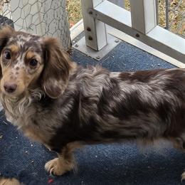 Dachshunds from Behive Doxies
