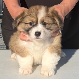 Diamond - White Collar Female - Sable female Pembroke Welsh Corgi puppy in Victoria, Texas from Clear Creek Corgis