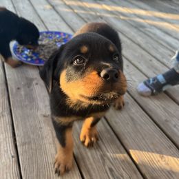 Rottweiler Puppies from Vom Haus Ayers Rottweilers