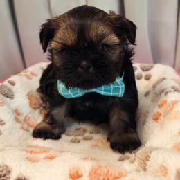 Kosmic - Black and tan male Shih Tzu puppy in Orange, California from Shih Tzu Hauz