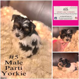 Yorkshire Terrier Puppies from Mimi’s AKC Yorkies