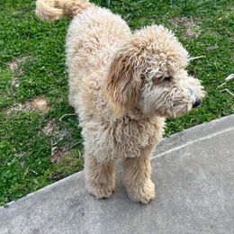 Aussiedoodle and Goldendoodle All Grown Up from Ozark Mountain Doodles & Pugs