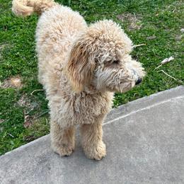 Aussiedoodle and Goldendoodle All Grown Up from Ozark Mountain Doodles & Pugs