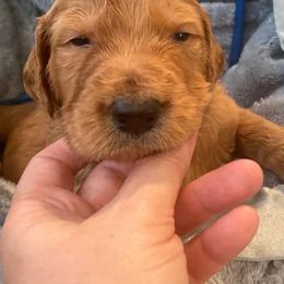 Goldendoodle Puppies from Doodle Time