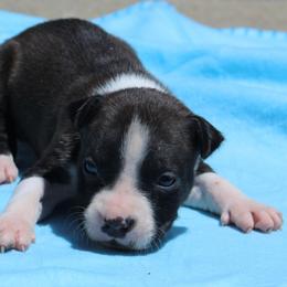 Lotus - Red brindle female American Staffordshire Terrier puppy in Guilford County, North Carolina from Explicit Kennel