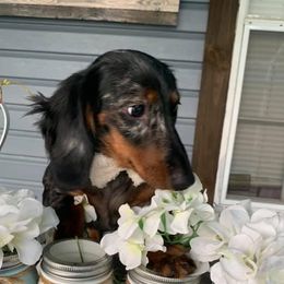 Charlie - Dachshund
