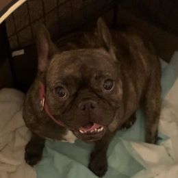 Ame - French Bulldog