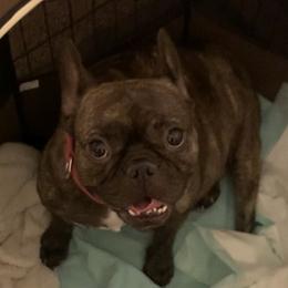 Ame - French Bulldog