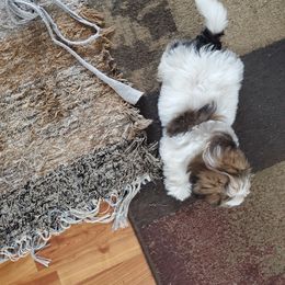 Bouvier des Flandres and Havanese Puppies from Beulah Bouviers and Havanese