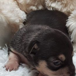 Chihuahua Puppies from Jersey’s Tiny Tails Chihuahuas
