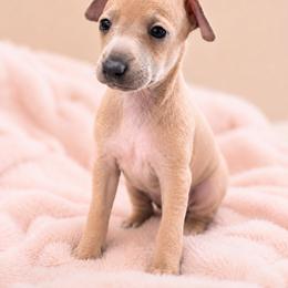 Bo - Blue fawn male Italian Greyhound puppy in Jacksonville, Alabama from Adornare Kennels