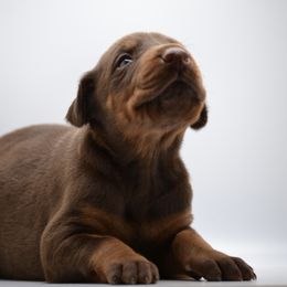 Doberman Pinscher Puppies from Obsidian Kennels