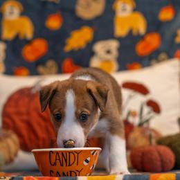 Border Collie, Papillon, Sporty Mix, and Whippet Puppies from Old Hemp Border Collies / Open Horizon Sport Dogs