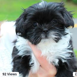 Shih Tzu puppies from Home Brew Shih Tzu