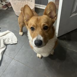 Clovis - Pembroke Welsh Corgi