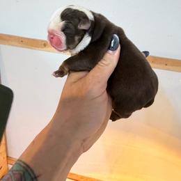 Mudbath - Chocolate tri-color male Bulldog puppy in Marysville, Washington from BulldogWA