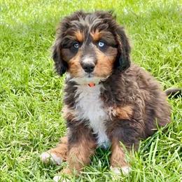 Tiger - Tri-color male Bernedoodle puppy in Highland, Utah from Angel Pups Deluxe