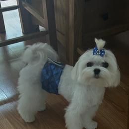 Chance - Maltese