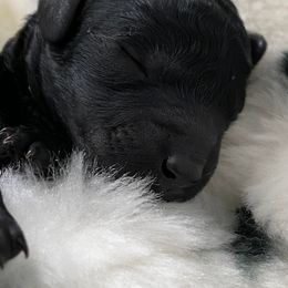 Poodle Puppies from Kalein Show Dogs