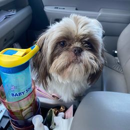 Zira - Shih Tzu
