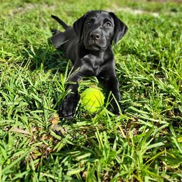 Labrador Retriever Puppies from Salty Duck Retrievers